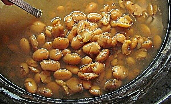 How to freeze beans: features of freezing at home, shelf life, photo