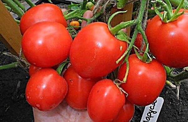 Maroussia de tomate: características e descrição da variedade, produtividade, plantio e cuidado, foto