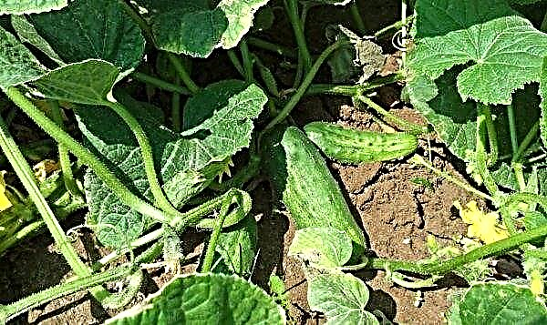 How to increase the yield of cucumbers in a greenhouse and in the open ground: basic methods, useful tips