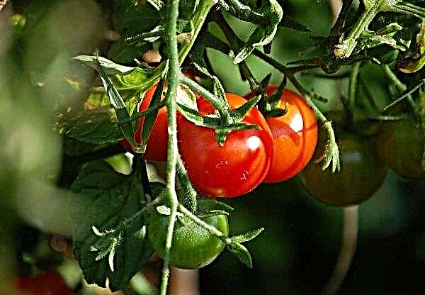Tomate Olya F1: caractéristiques et description de la variété, photo, rendement, plantation et entretien