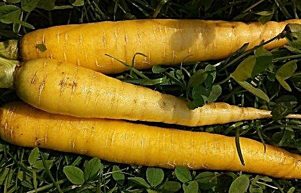 Variétés importées ou nationales de carottes jaunes. Quels sont les meilleurs?