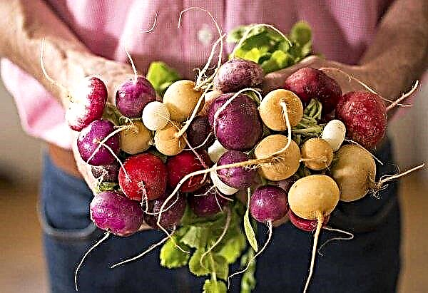 What vitamins are present in the radish: chemical composition and useful properties