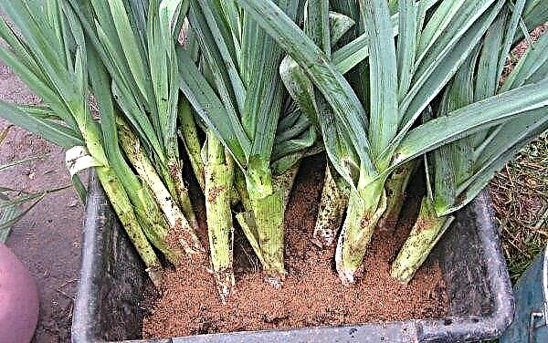 How to store leeks at home: features, conditions, basic rules