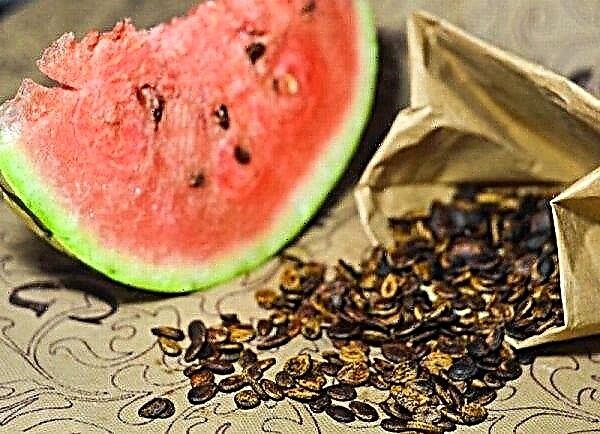 How to prepare, prepare and store watermelon seeds for planting at home