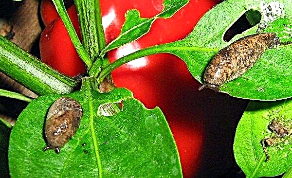 Bell pepper diseases: causes, control, treatment and preventive measures, photo