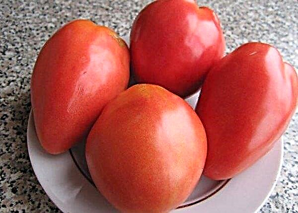 สวน Tomato Petrush: ความคิดเห็นพร้อมภาพถ่ายคำอธิบายและคำอธิบาย
