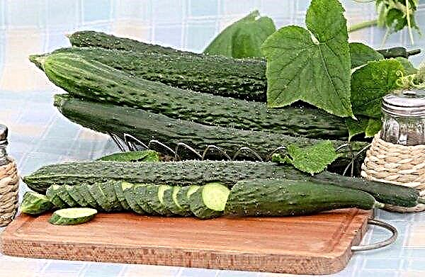 Cucumber A real man: characteristics and description of the variety, pros and cons, planting and care, photo