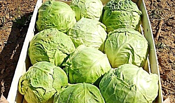 White cabbage Gift: characteristics and description of the variety, photo, yield, cultivation