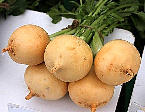 Is raw turnip possible to eat: its usefulness and shortcomings, nutritional value, contraindications, how to use it correctly