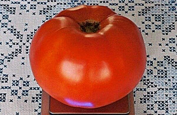 Tomato King of the Early: وصف وخصائص التنوع والغلة والتكنولوجيا الزراعية للزراعة والرعاية والزراعة ، الصورة
