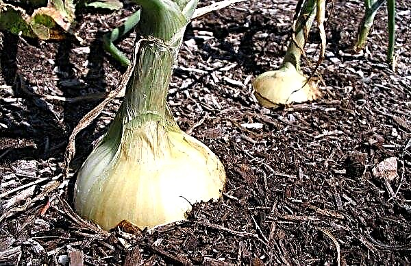 Onion Elan: description and characteristics, planting, especially the care and cultivation of the variety, photo