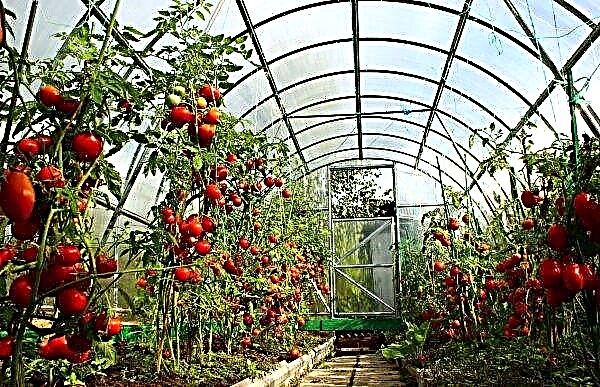 Varför tomater inte blommar i växthuset: skäl, vad man ska göra, särskilt vård