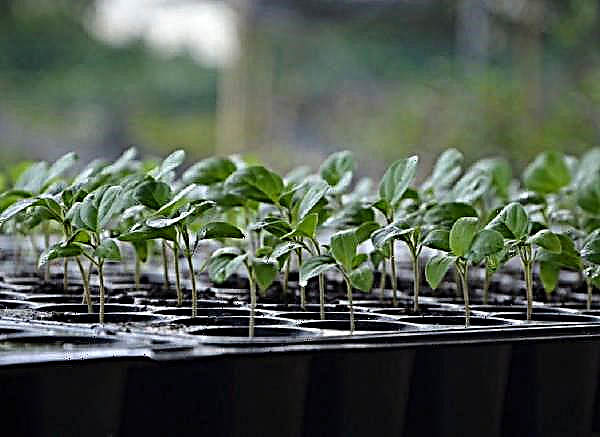 What you need to know before buying seedlings in the store