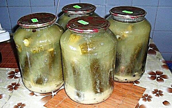 Geriausi marinuotų agurkų receptai stiklainiuose, skonio kaip statinės