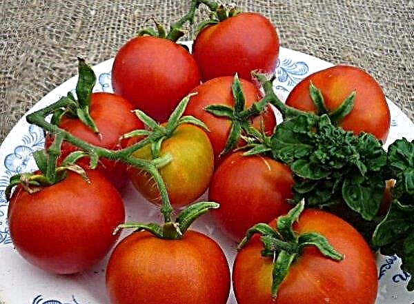 Tomaatti "Stick": lajikkeen ominaisuudet ja kuvaus, valokuva, sato, istutus ja hoito, arvostelut