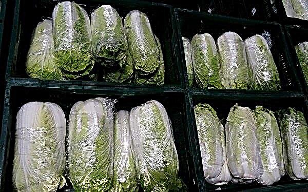 How to save Beijing cabbage for the winter: preparation, basic methods