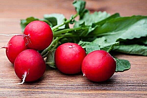 Radish Sora: variety description, photo, yield, cultivation and care in the open ground, photo, reviews