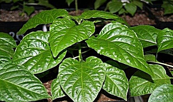 En las hojas de los agujeros de pimienta: quién los come, qué hacer y cómo tratar