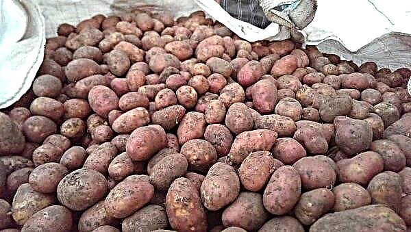 Potato Ilyinsky: description and characteristics, advantages and disadvantages of the variety, planting and care, photo