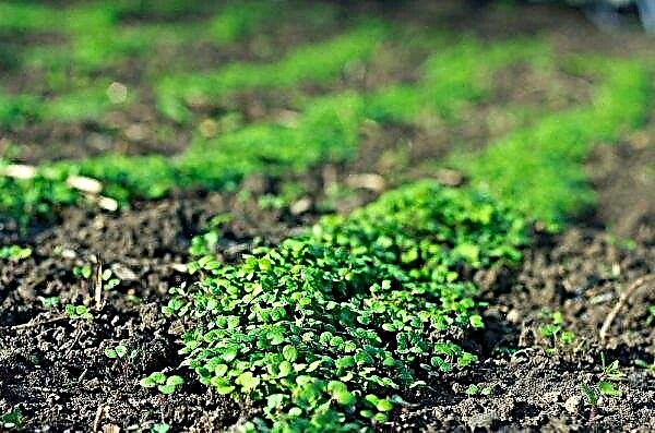 가을에 양배추 후 파종 할 녹색 분뇨 : 작물 회전, 더 나은 작물에 대한 권장 사항