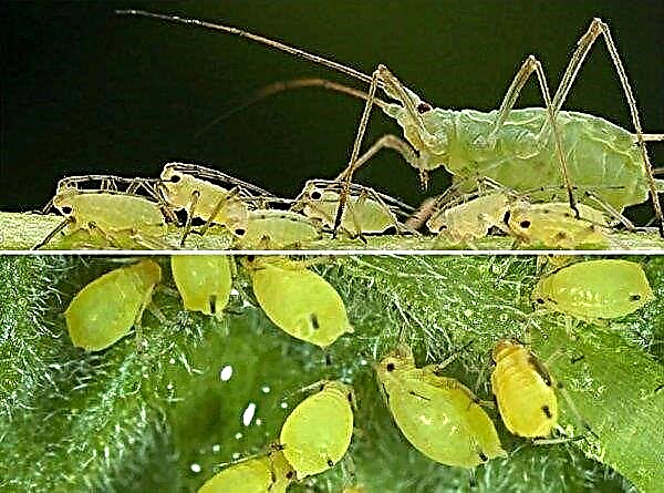 Gourd aphids on cucumbers: description and characteristics of the pest, causes of occurrence, methods of control and prevention, photo