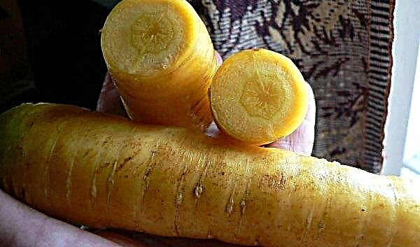 Yellow carrots: TOP-3 of the best varieties, description and characteristics, composition and methods of application, photo
