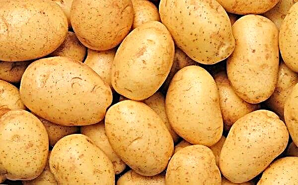 Arizona potatis: beskrivning, egenskaper och smak på sorten, odling och vård, foto