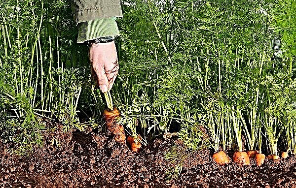 Varför morötter växer dåligt: ​​de främsta orsakerna till långsam tillväxt av grönsaker i trädgården, reglerna för att förbereda marken före plantering