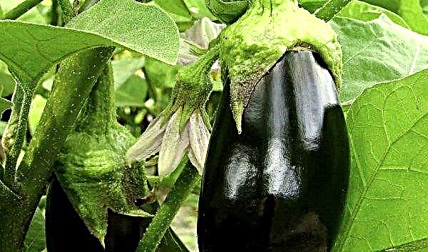 Basic rules and methods for forming eggplant bushes, photo
