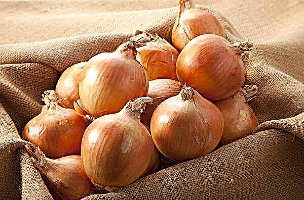 Onion Cupido: variety description, characteristics, cultivation and care in the open ground, photo