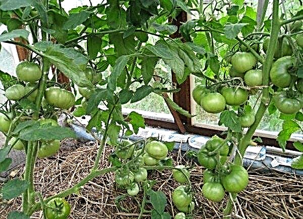 Why tomatoes are not tied in the greenhouse: what to do, how to process, how to strengthen the ovary