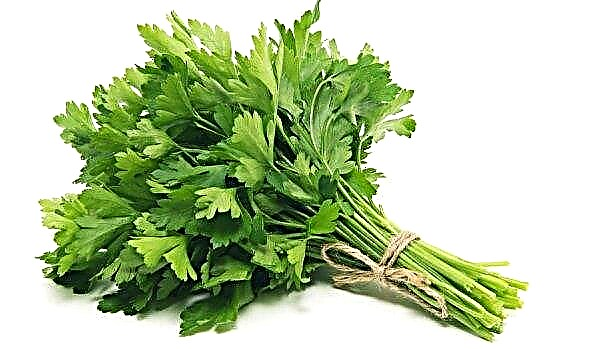 Parsley from edema: treatment features, beneficial properties of the plant and possible contraindications