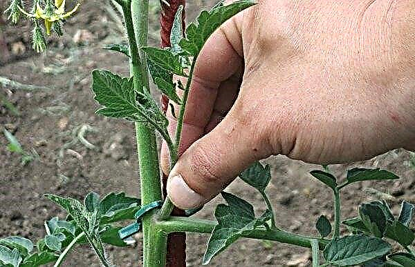 Do undersized tomatoes stepchild: the importance and technology of the procedure