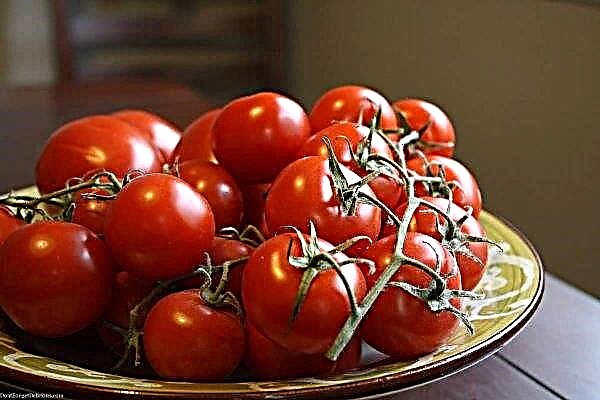 استخدام الطماطم: فوائد وأضرار جسم الرجل والمرأة ، وميزات وموانع