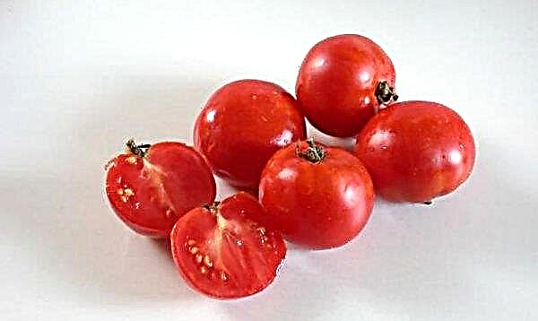 Tomato Katyusha F1: characteristics and description of the variety, cultivation and care, yield, photo