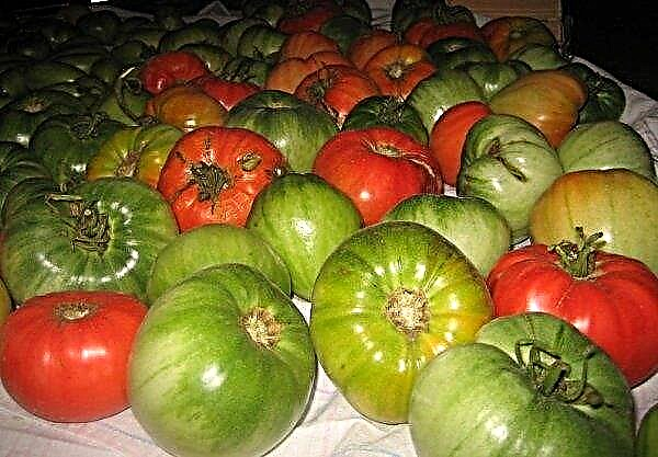 So lassen Sie Tomaten zu Hause schneller erröten: Reifungsmethoden, optimale Lagerbedingungen