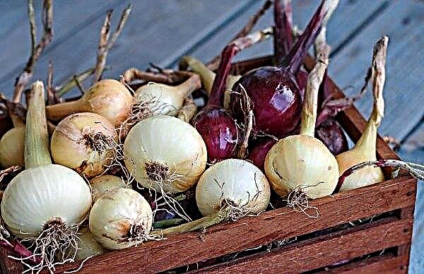 How to store onions at home in the winter: features and storage rules