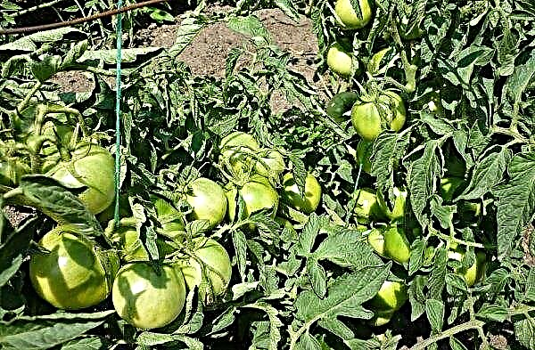 Tomato Gina - lajikkeen ominaisuudet ja kuvaus valokuvalla, sato
