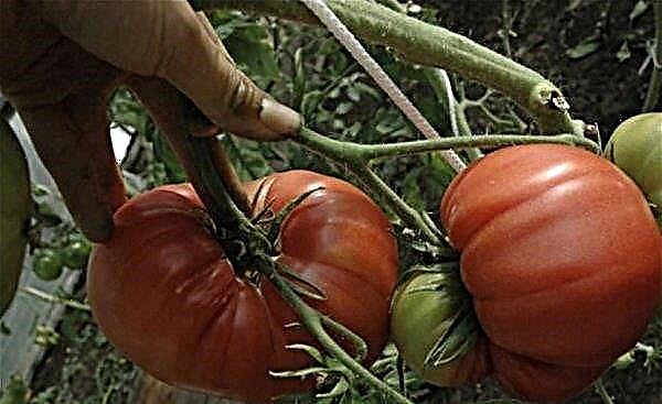 Caranguejo japonês de tomate: características e descrição da variedade, foto, produtividade, plantio e cuidado