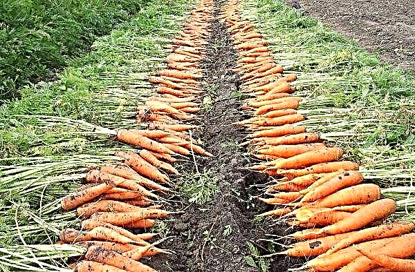 Vitamin Karotten: botanische Beschreibung und Eigenschaften, Vor- und Nachteile, Anbau und Pflege, Fotos, Bewertungen