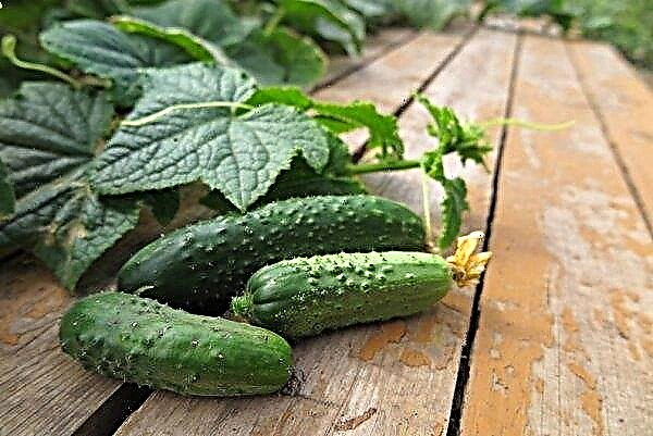 Variety of cucumbers Lutoyar F1: characteristics and description of the variety with a photo, yield, cultivation and care