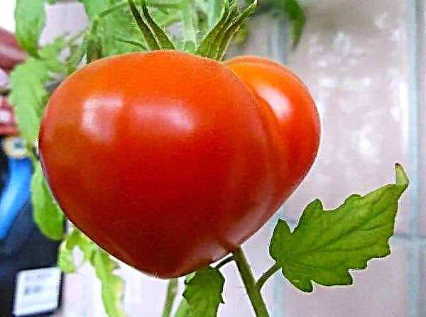 Pomidoras Budenovka - veislės aprašymas ir savybės su nuotraukomis, apžvalgomis