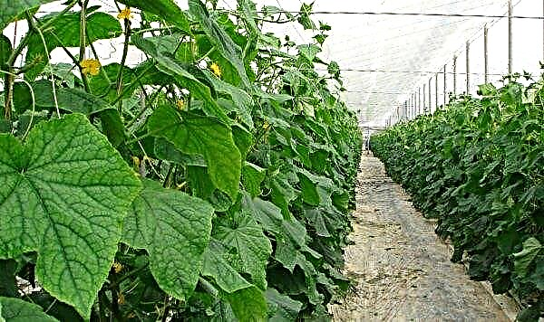 Whitefly in a greenhouse on cucumbers: how to get rid, folk, mechanical and chemical means of struggle