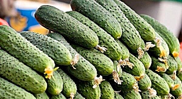Cucumber "Artist f1": variety description, photo, characteristics, cultivation technology, planting and care