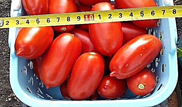 الطماطم "الإغراء الملكي f1": الخصائص والوصف ، الصورة ، المحصول ، الزراعة والرعاية