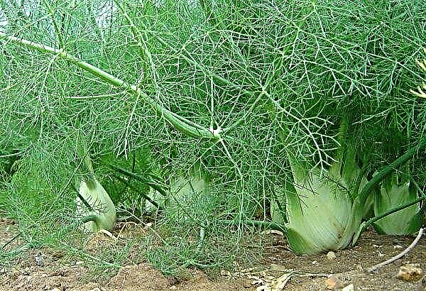 Fennel and dill - what's the difference? Description and features of plants, photo