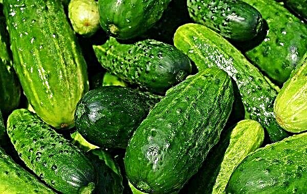 Cucumbers Granddaughter: characteristics and description of the variety, advantages and disadvantages, planting and care, photo