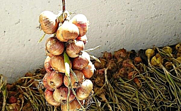 Como secar cebolas após a colheita no jardim em casa: características e armazenamento enxertado de cebolas