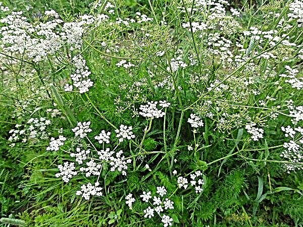 Cumin for the stomach and intestines: useful properties and contraindications, the use of caraway oil in chronic diseases