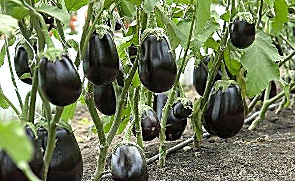 Planting eggplant seedlings: preparation, planting dates, cultivation and care